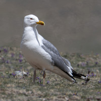 Mongolian Gull